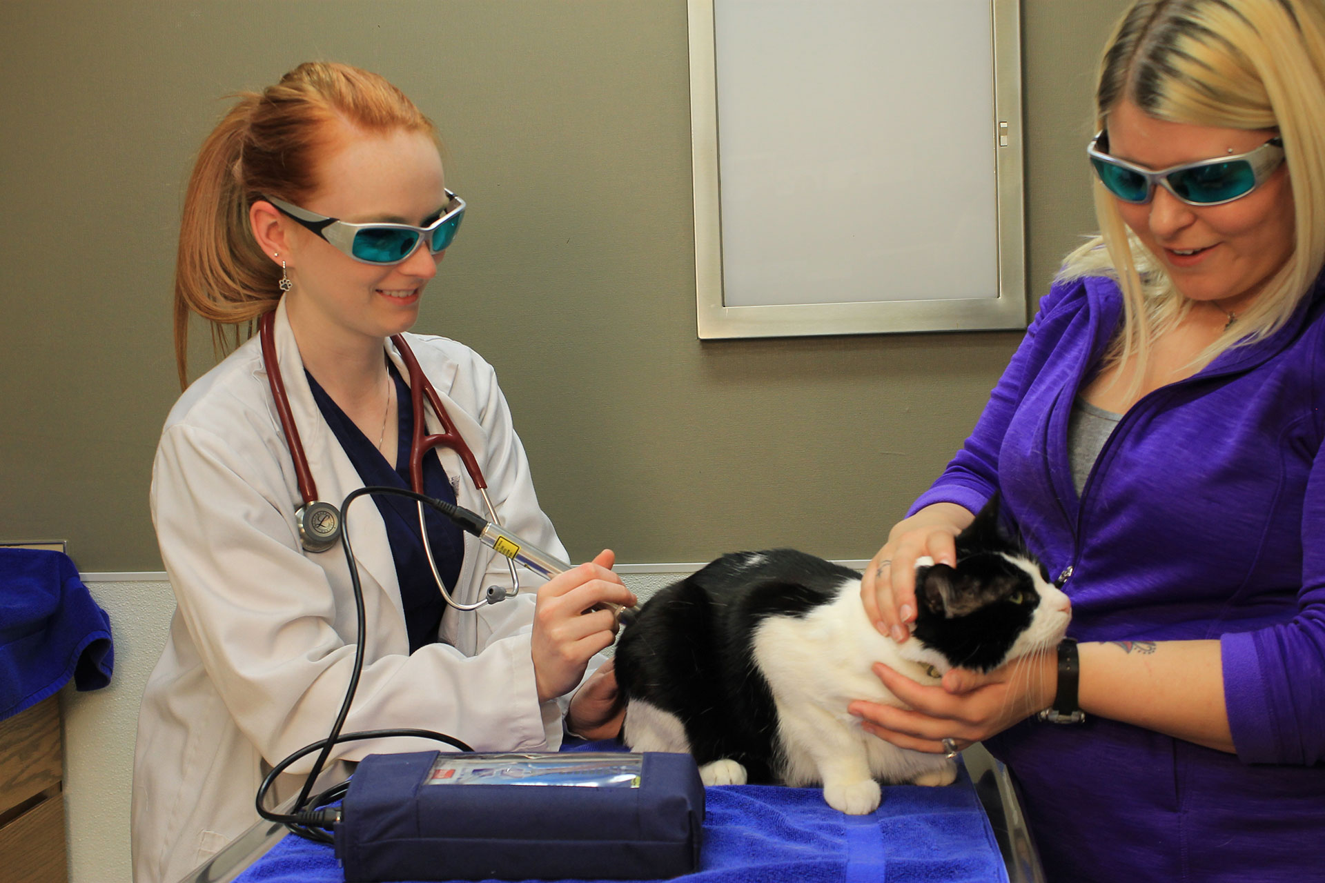 Veterinary laser therapy
